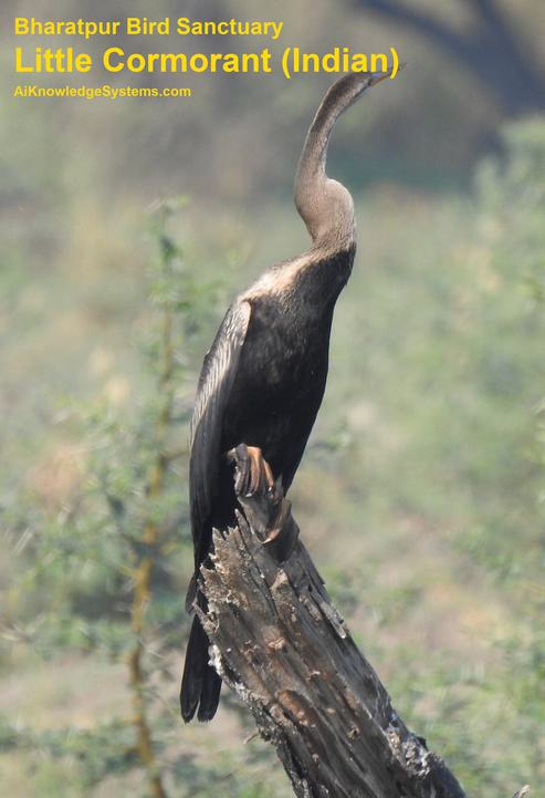 Cormorant Indian (26) Coming Soon